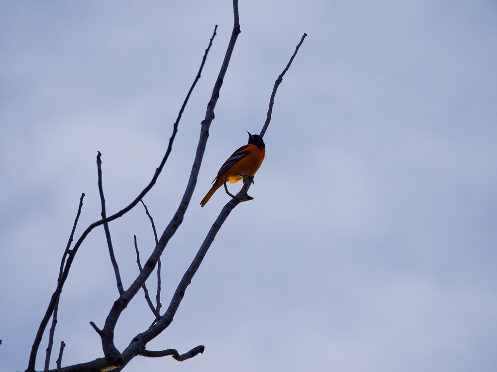 Baltimore Oriole - 4paul bird