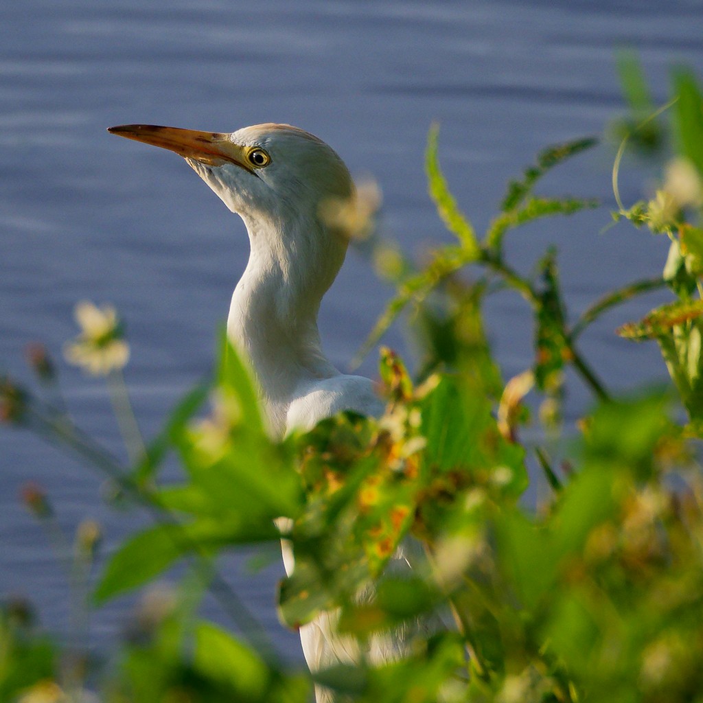 Western Cattle Egret - ML617113522