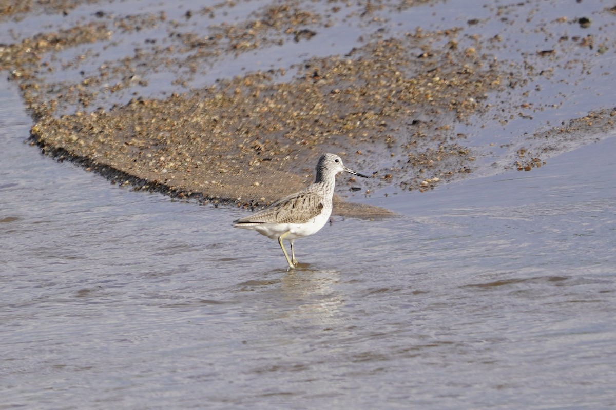 Common Greenshank - ML617113533