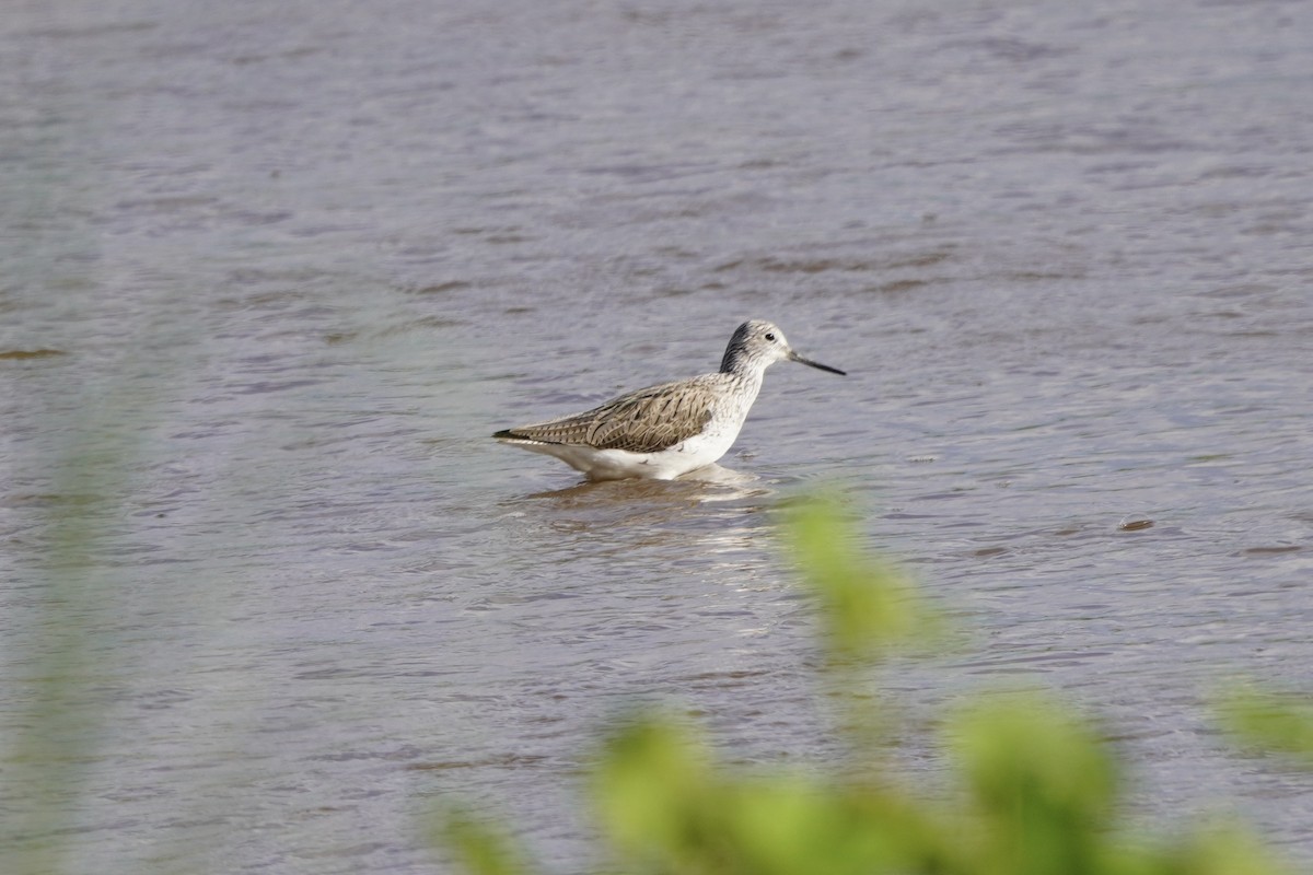 Common Greenshank - ML617113534