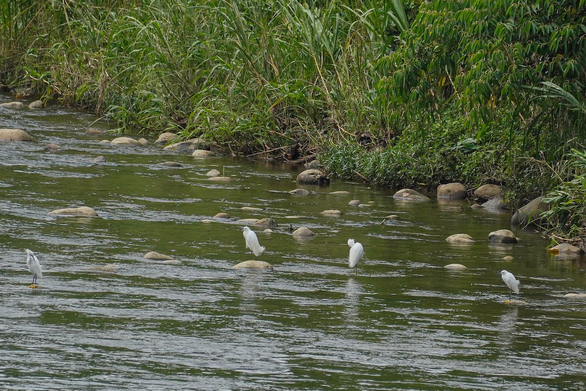 Snowy Egret - ML617113576