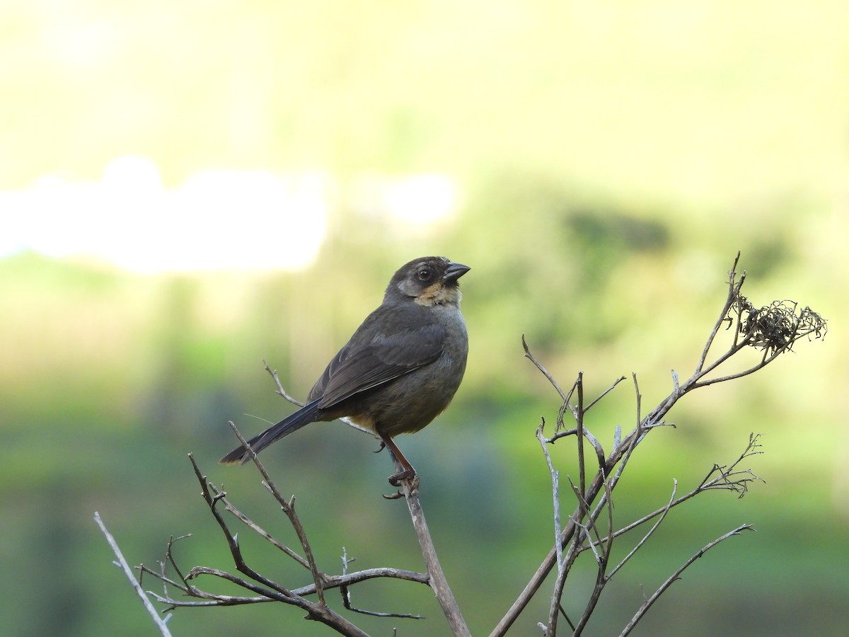 Rusty-bellied Brushfinch - ML617113626