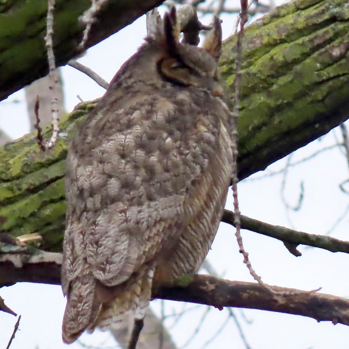 Great Horned Owl - ML617113664