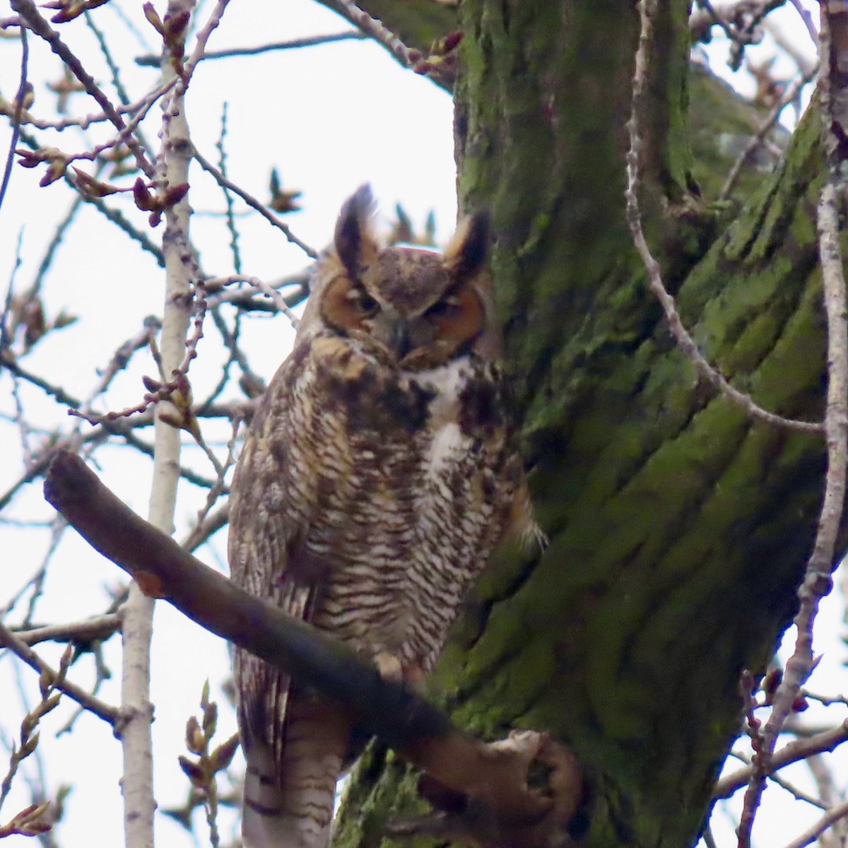 Great Horned Owl - ML617113666