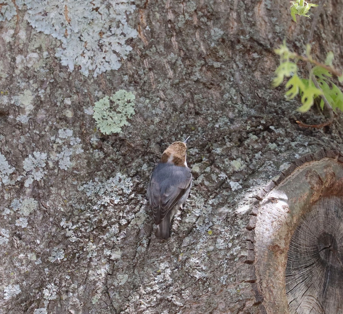Brown-headed Nuthatch - ML617113691