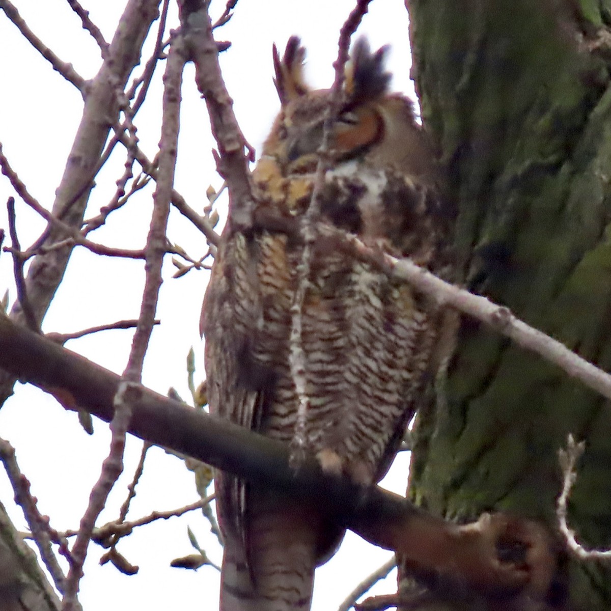 Great Horned Owl - ML617113693