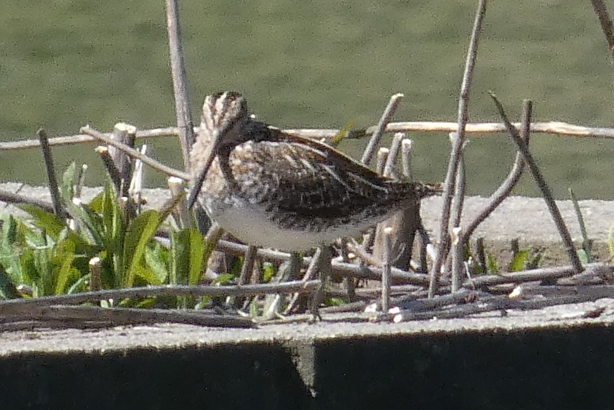 Wilson's Snipe - ML617113715