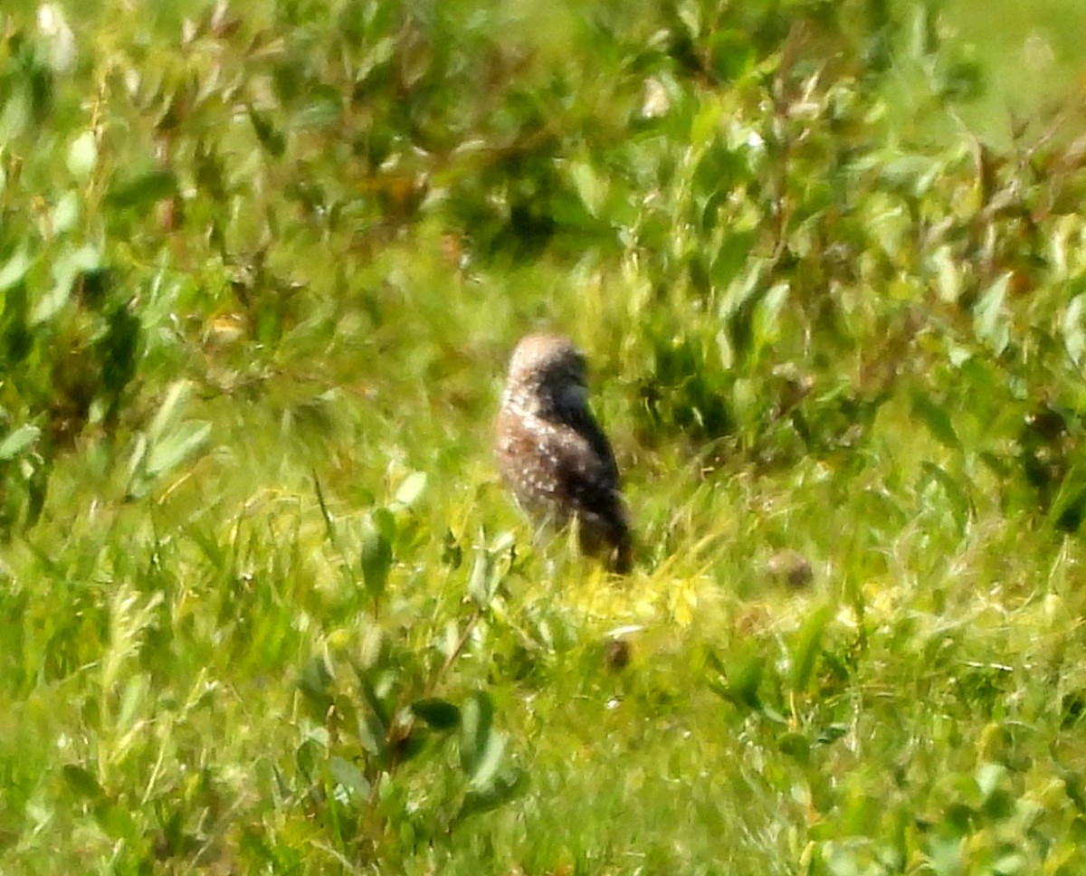 Burrowing Owl - ML617113716