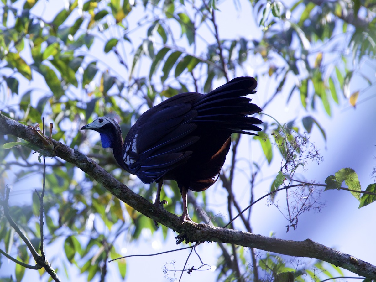 Trinidad Piping-Guan - ML617113744