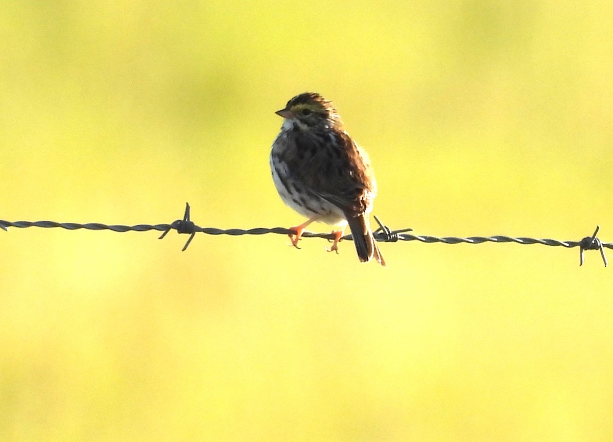 Savannah Sparrow - ML617113786