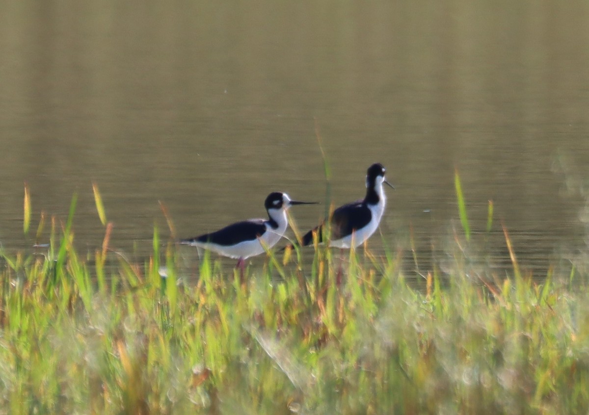 Black-necked Stilt - ML617113803