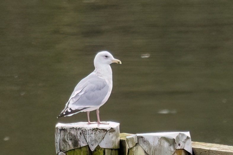 Полярная чайка - ML617113890