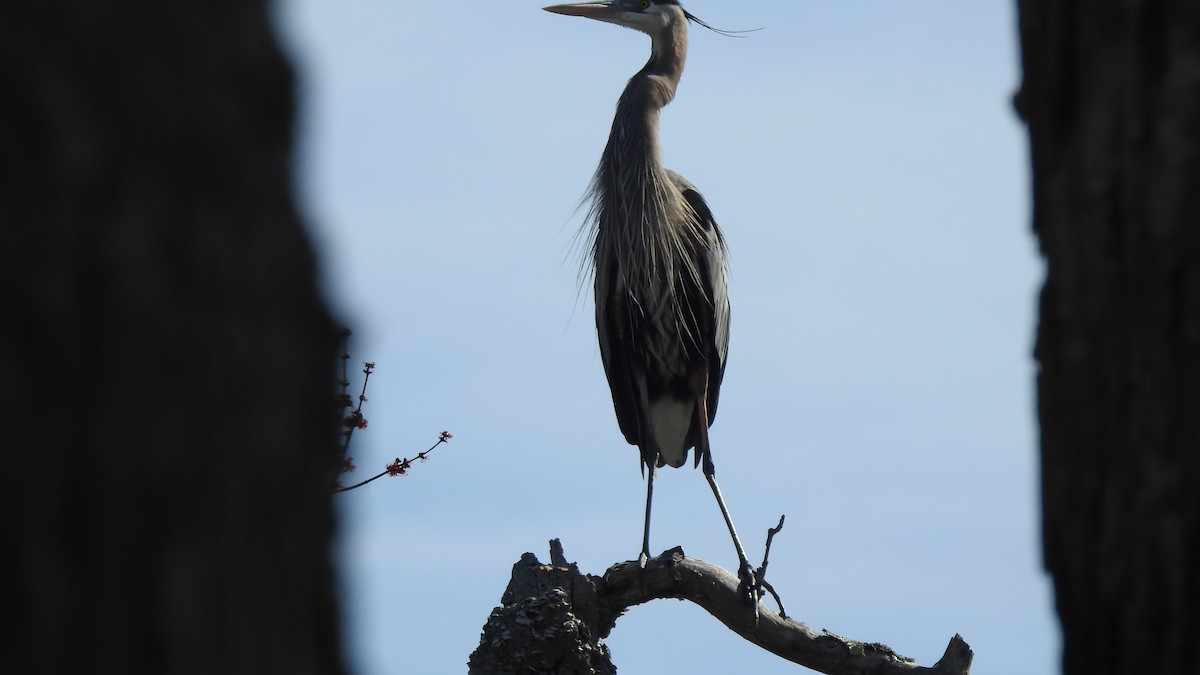 Great Blue Heron - ML617113930