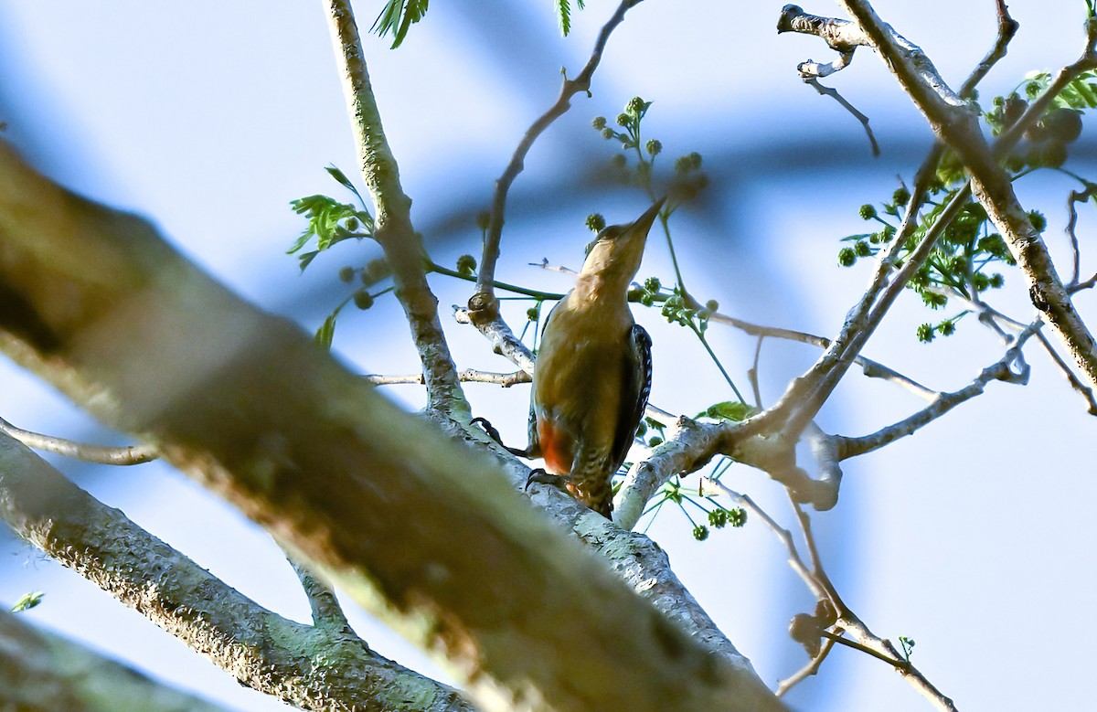 Red-crowned Woodpecker - ML617114021