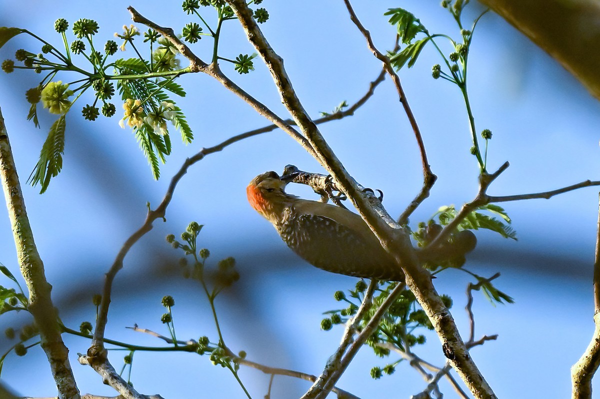 Pic à couronne rouge - ML617114022