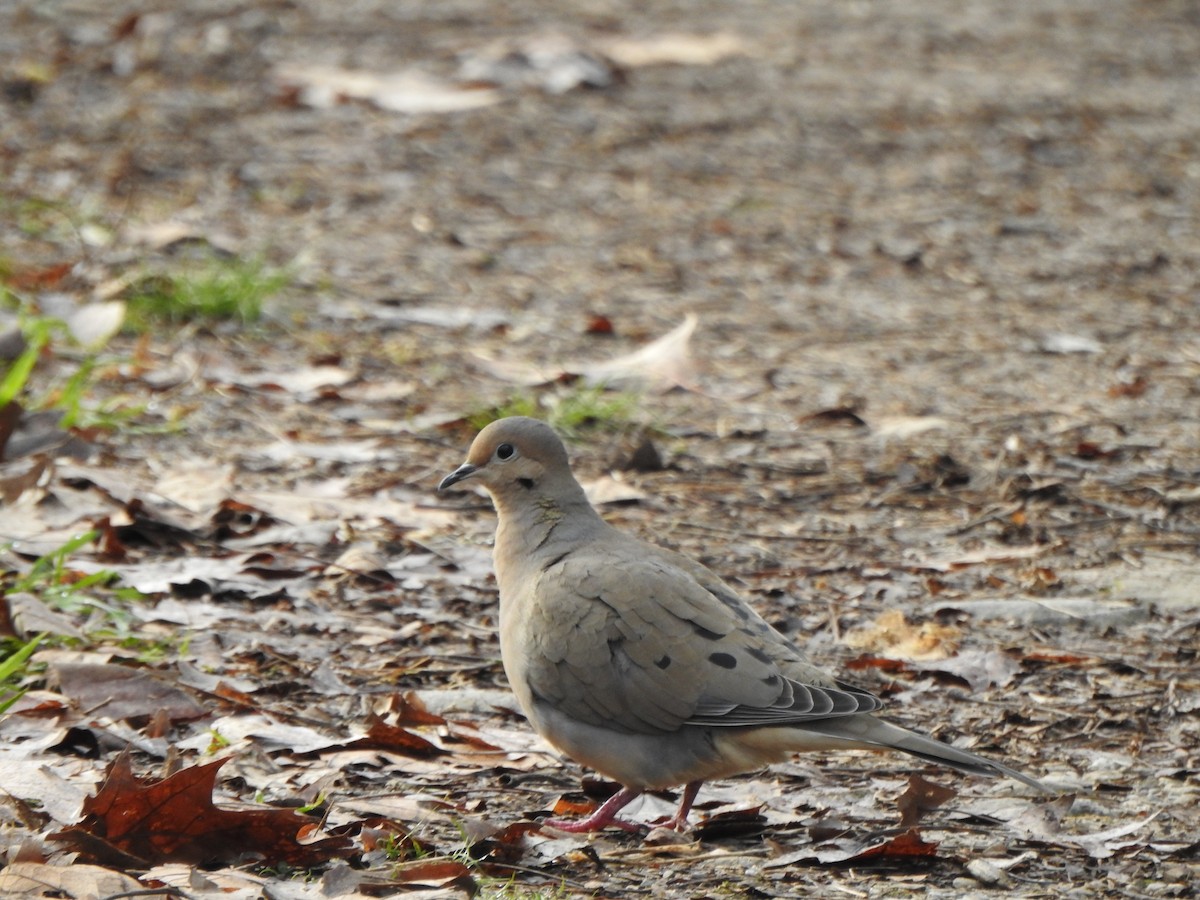 Mourning Dove - Vinod Babu