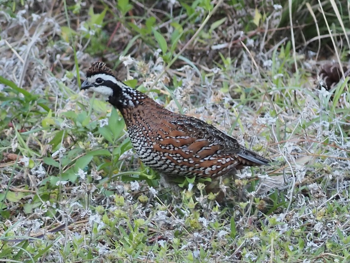 Northern Bobwhite - ML617114102