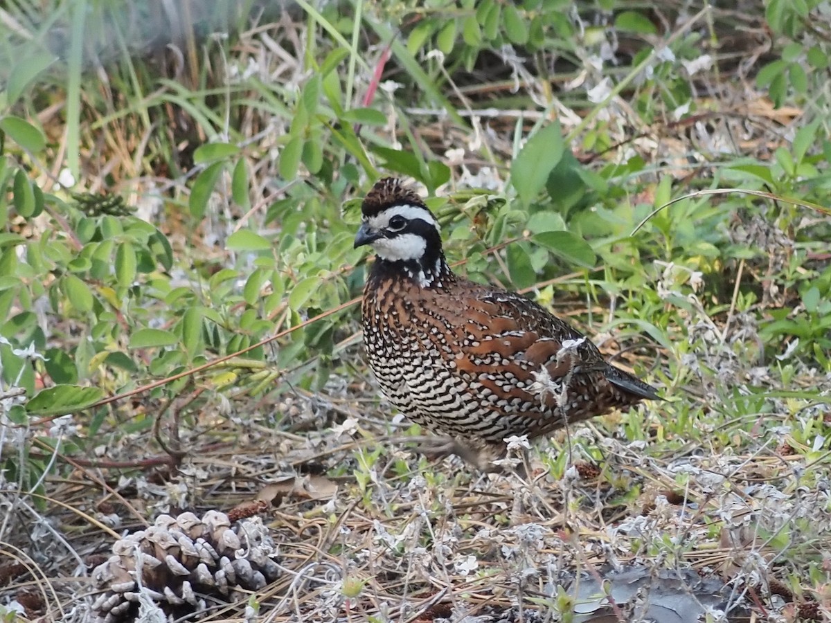 Northern Bobwhite - ML617114115