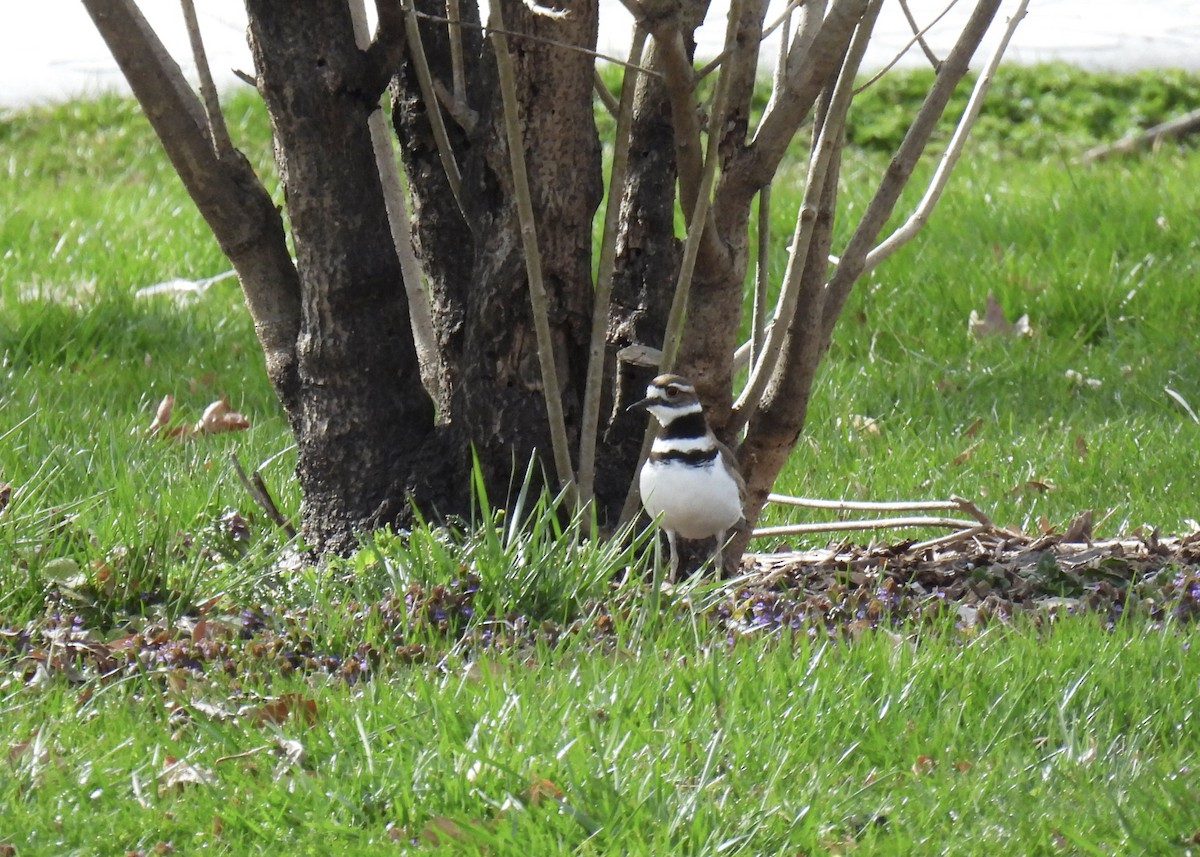 Killdeer - Cathy Weiner