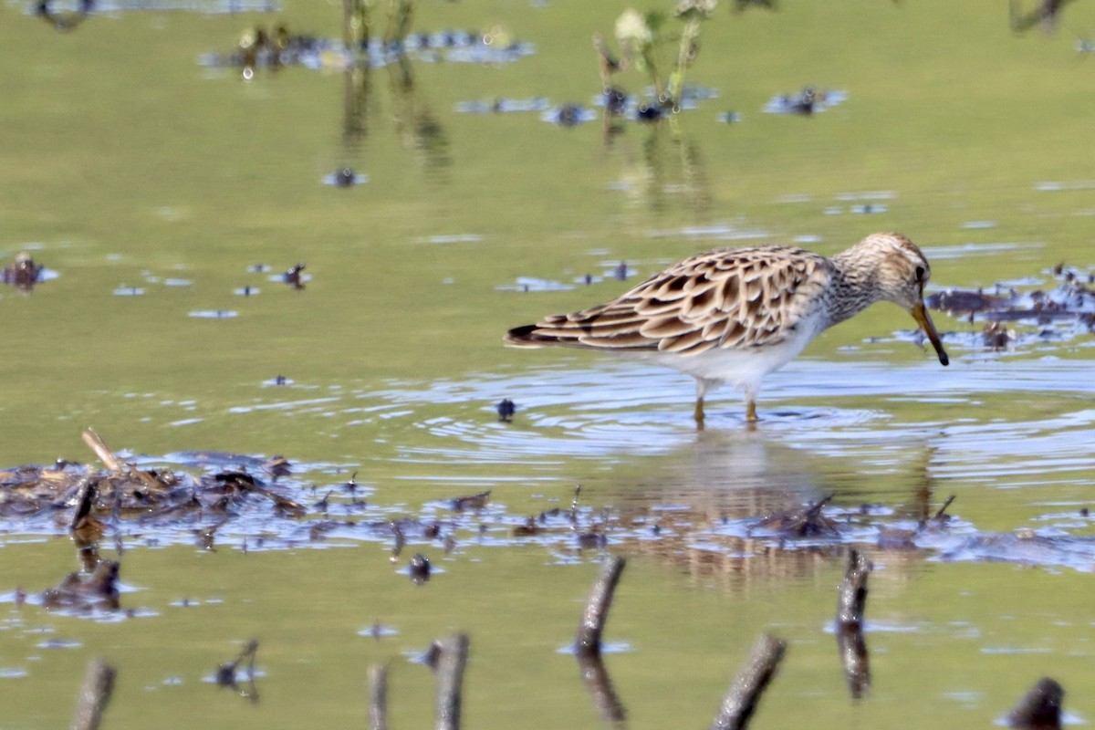 Pectoral Sandpiper - ML617114197