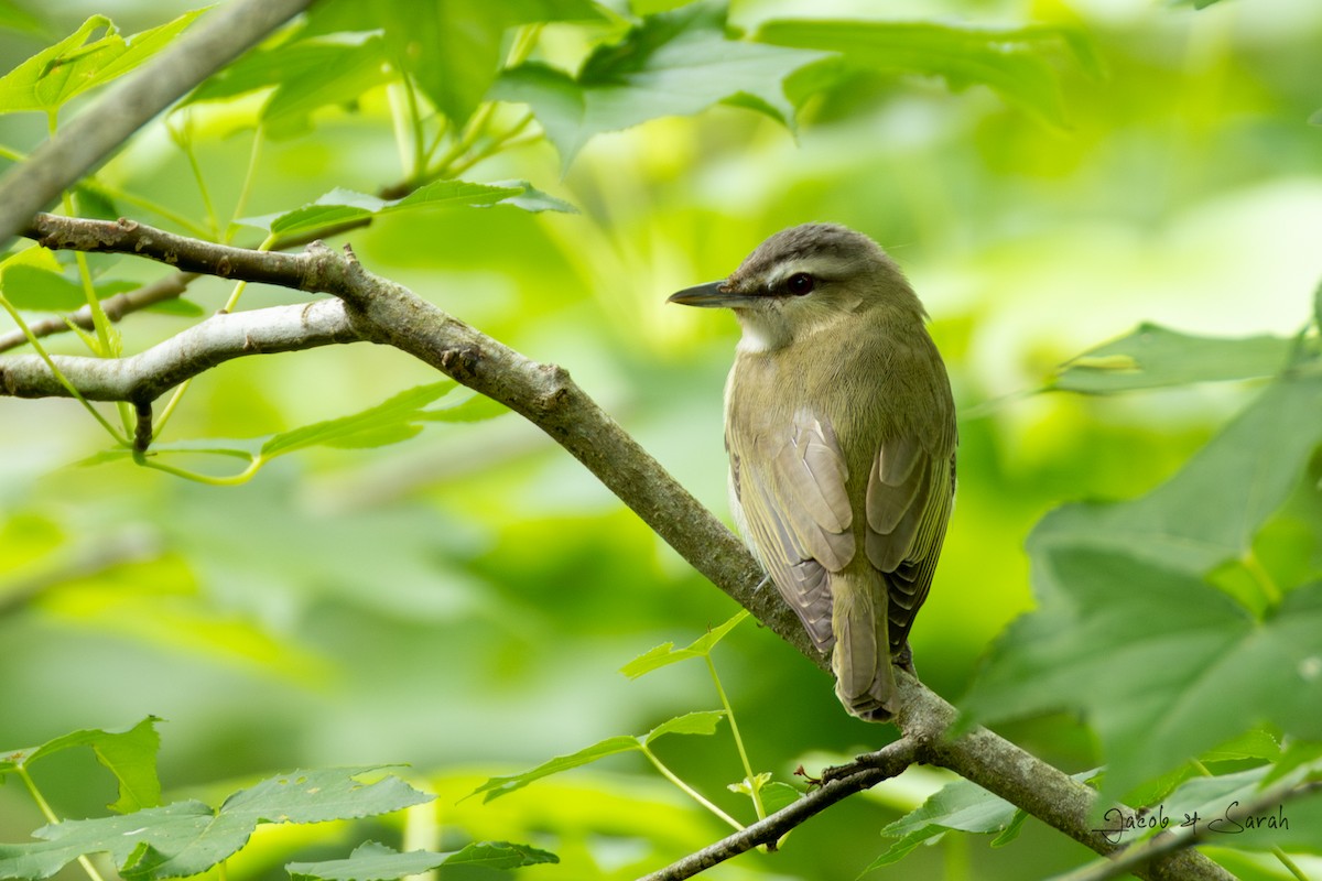 Kızıl Gözlü Vireo - ML617114208