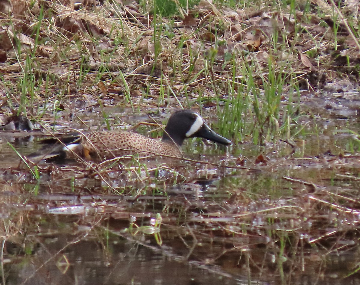 Blue-winged Teal - ML617114213