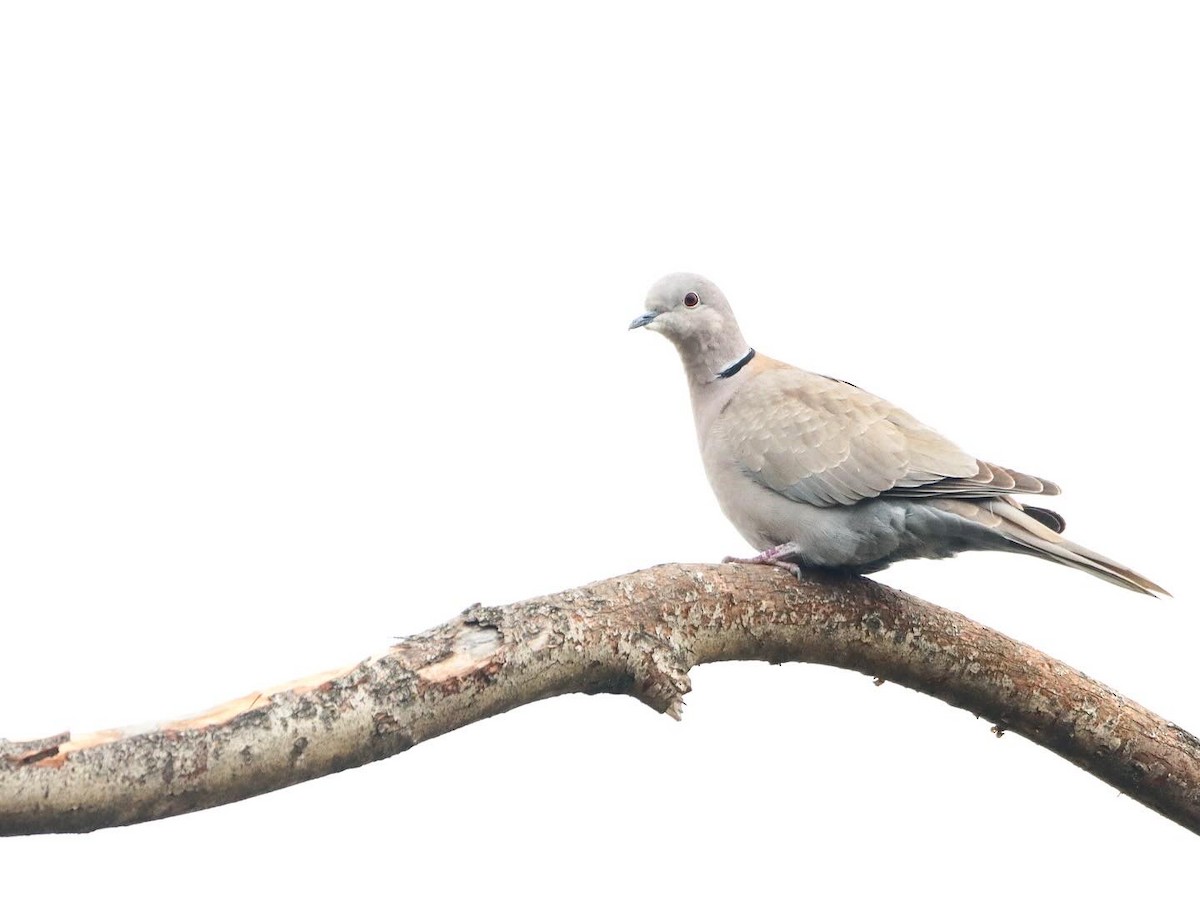 Eurasian Collared-Dove - ML617114221