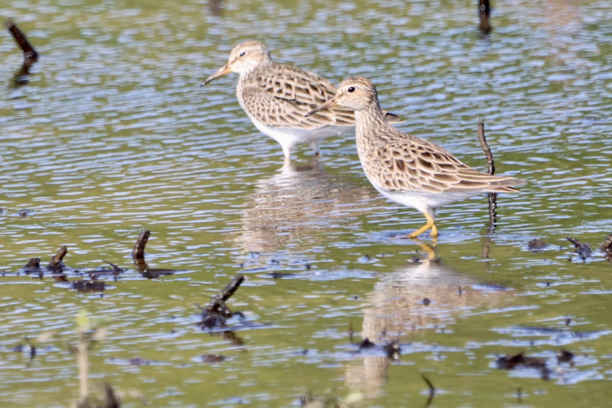 Pectoral Sandpiper - ML617114239