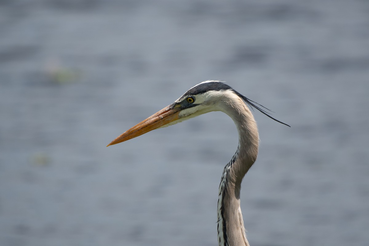 Great Blue Heron - Dan Guérin