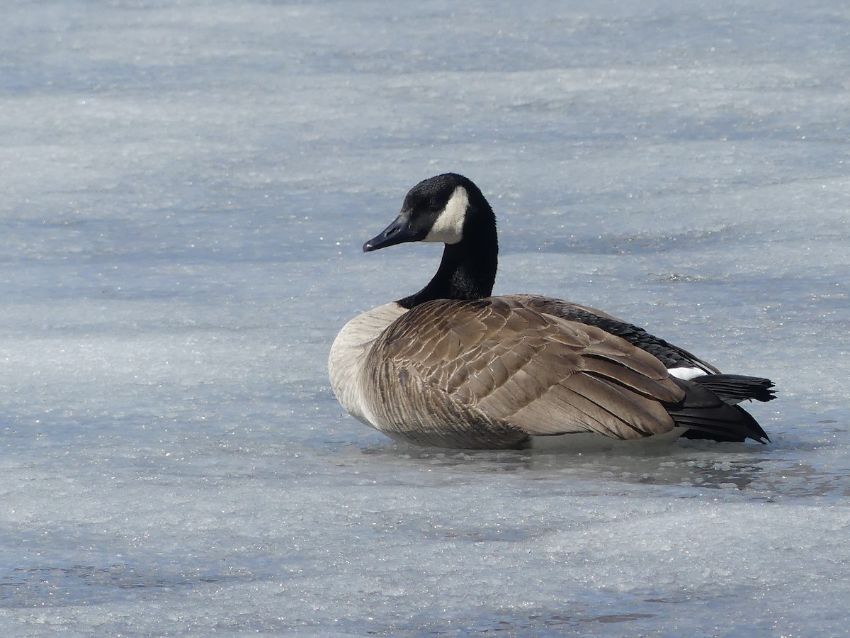 Canada Goose - claudine lafrance cohl