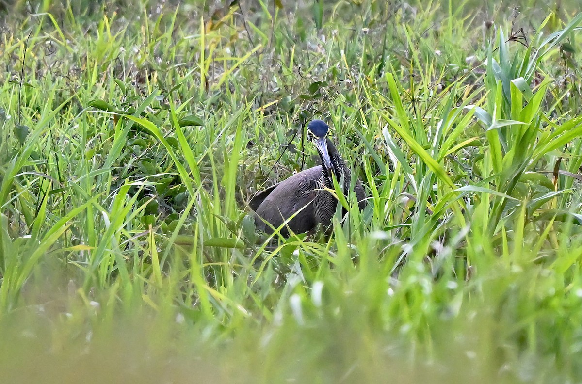 Bare-throated Tiger-Heron - ML617114311