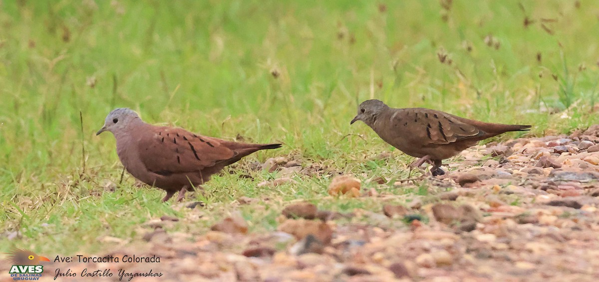 Ruddy Ground Dove - JULIO CESAR CASTILLO YAZAUSKAS