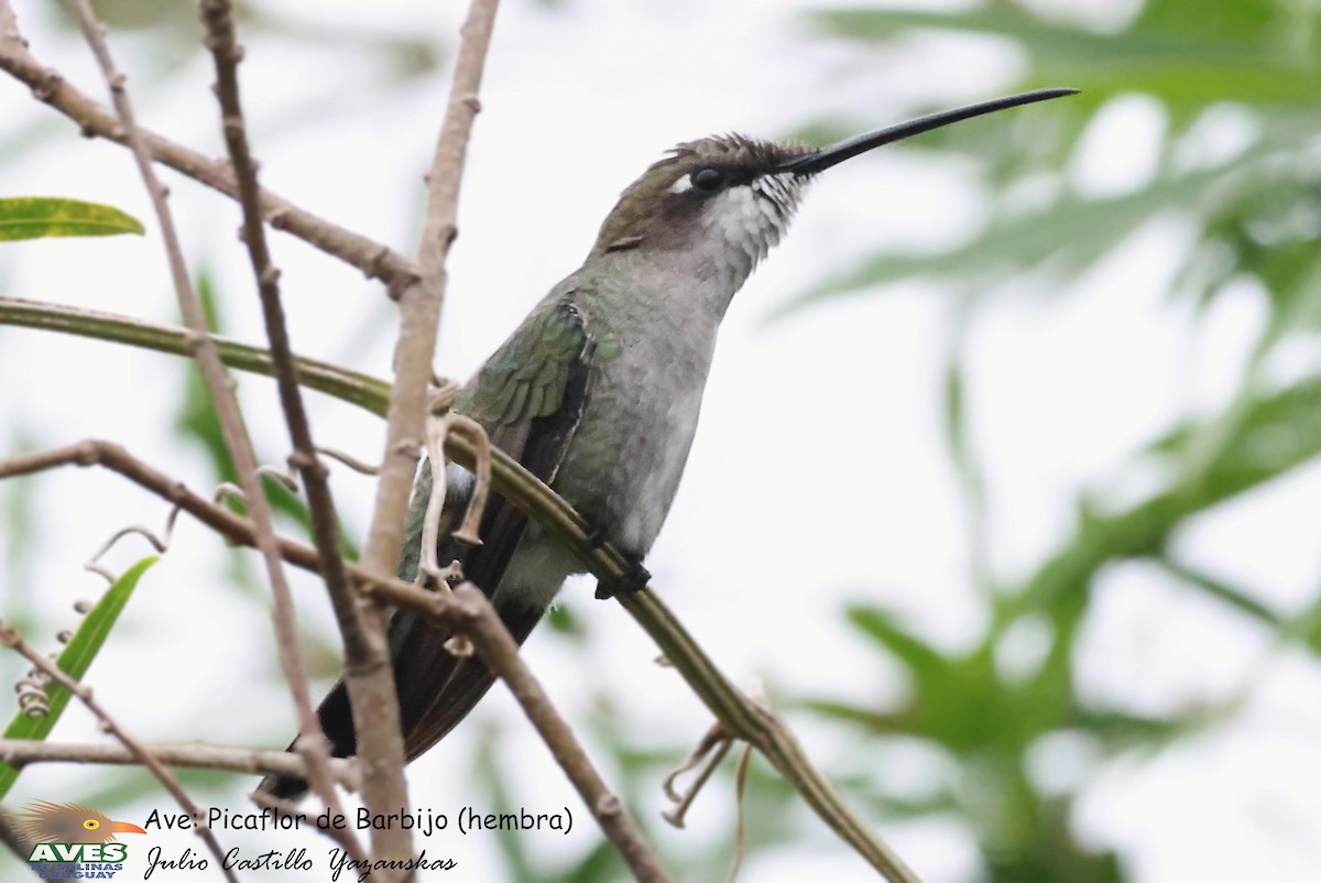 Blue-tufted Starthroat - ML617114329