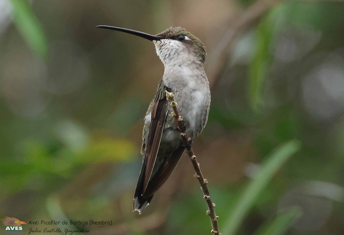 Colibrí de Barbijo - ML617114330