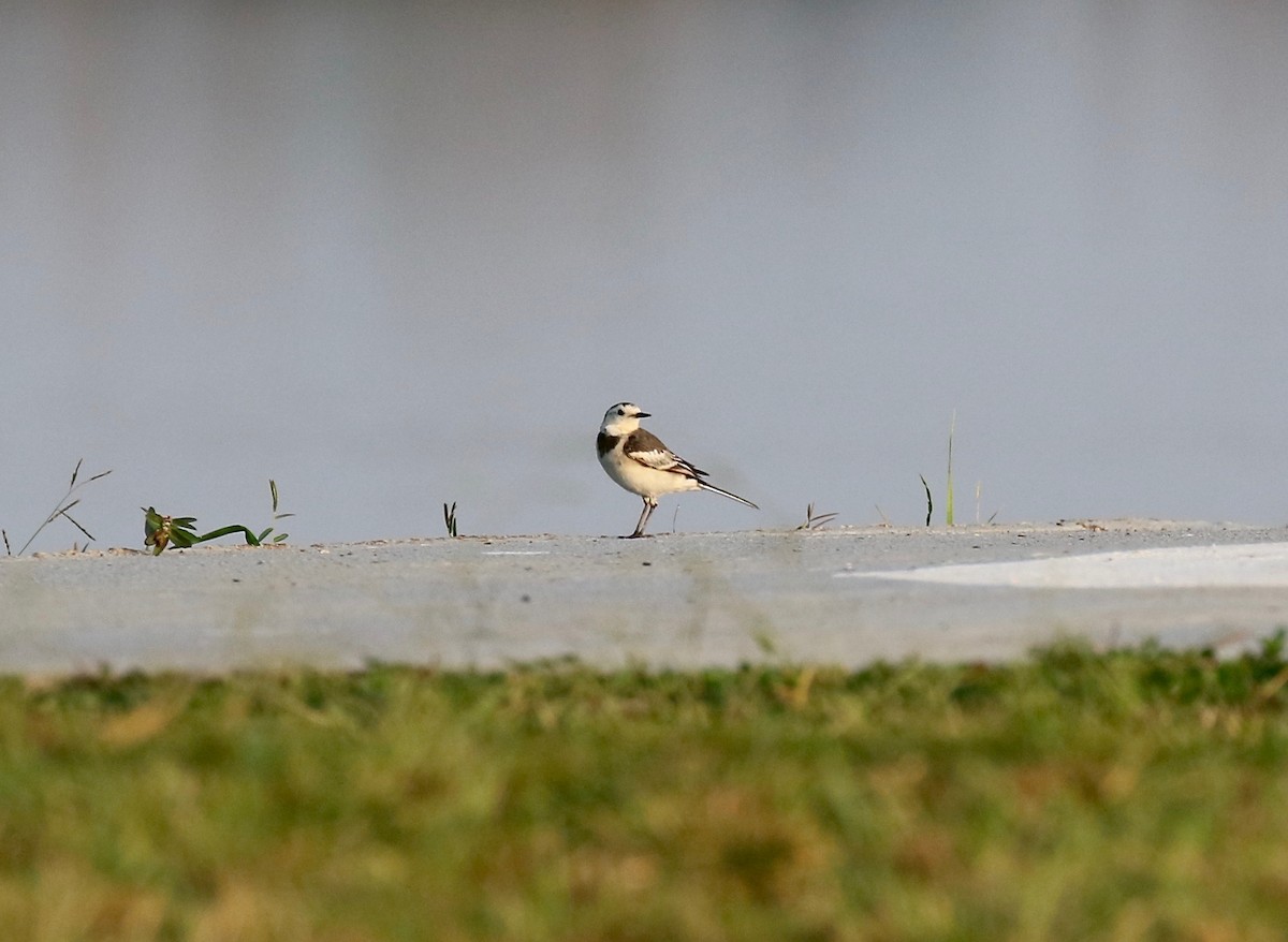 White Wagtail (Chinese) - ML617114362