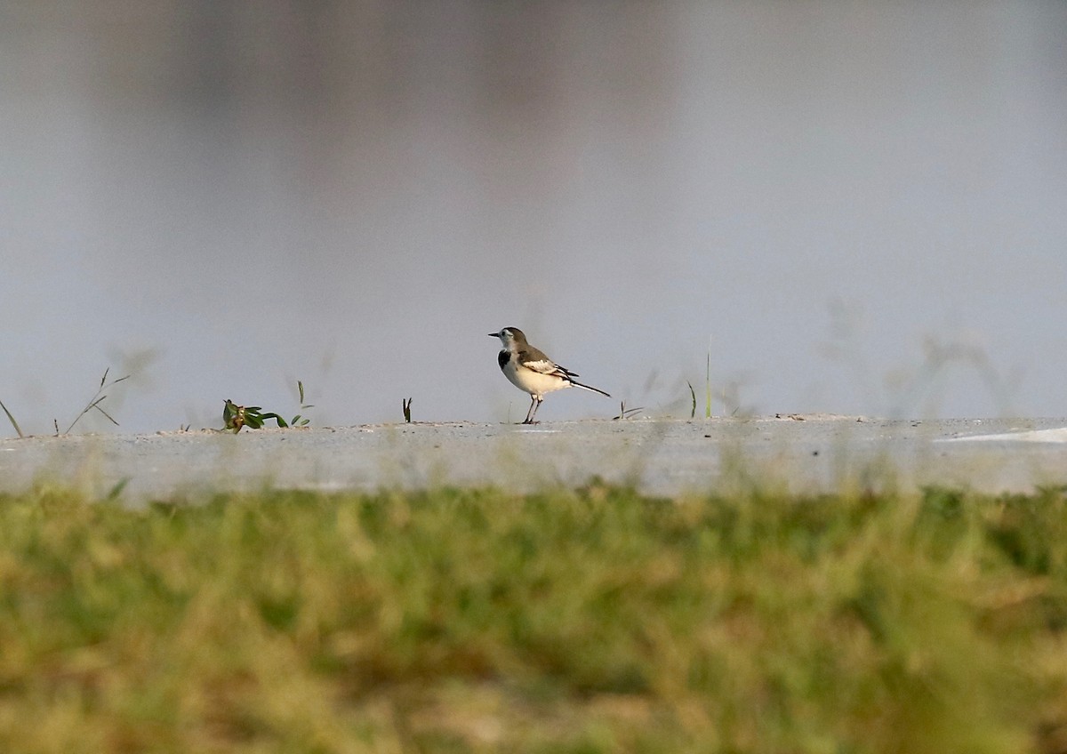 White Wagtail (Chinese) - ML617114363