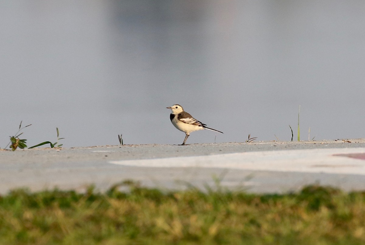 White Wagtail (Chinese) - ML617114364