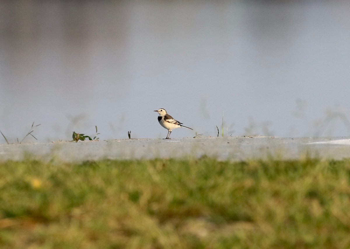 White Wagtail (Chinese) - Sandy Vorpahl