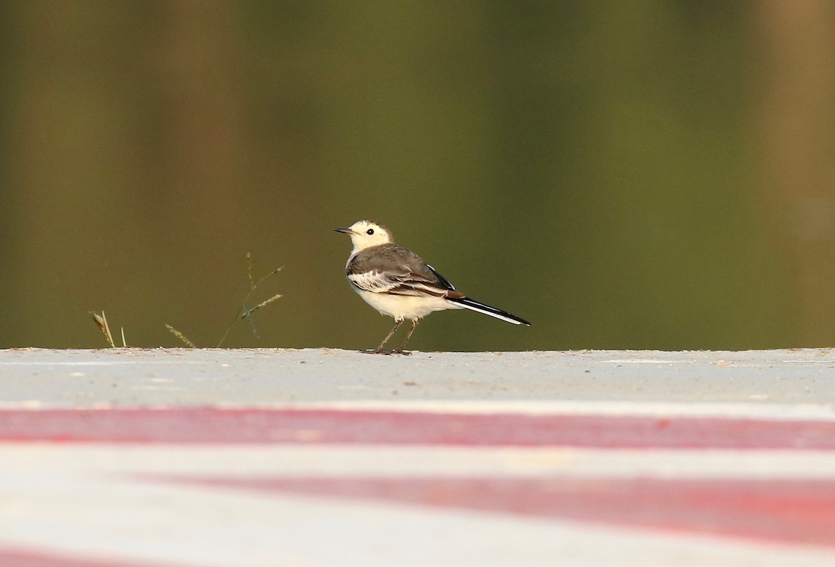 White Wagtail (Chinese) - Sandy Vorpahl