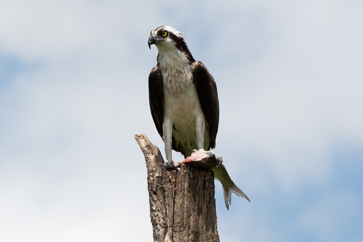 Osprey - Dan Guérin