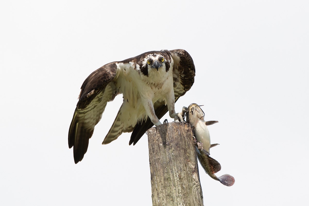 Osprey - Dan Guérin