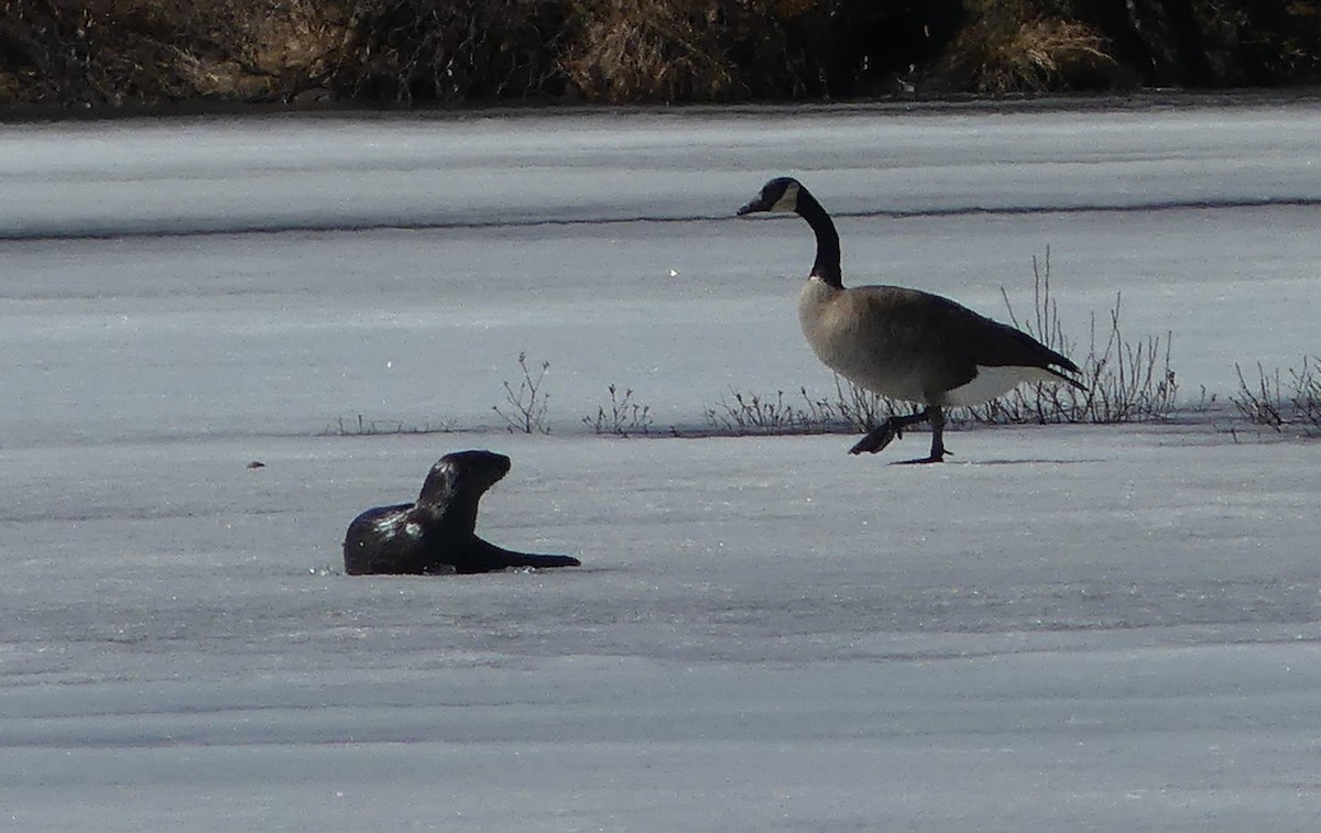 Canada Goose - ML617114409