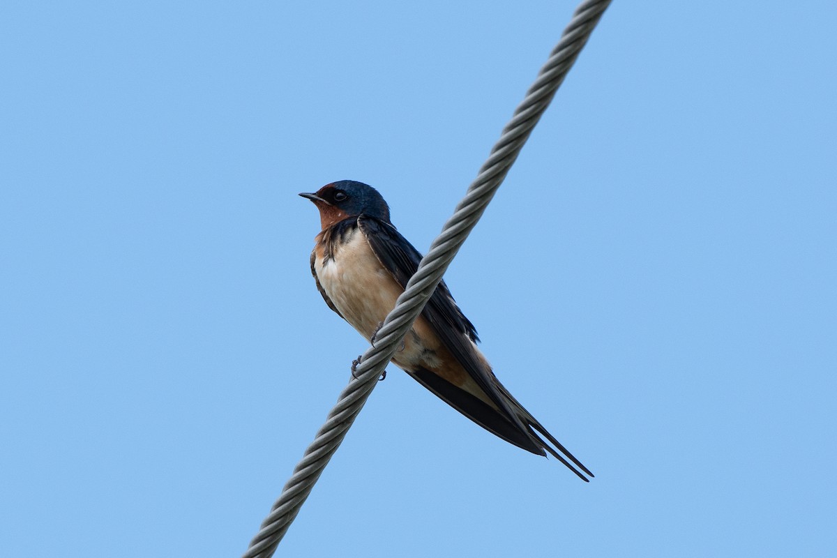 Barn Swallow - Dan Guérin