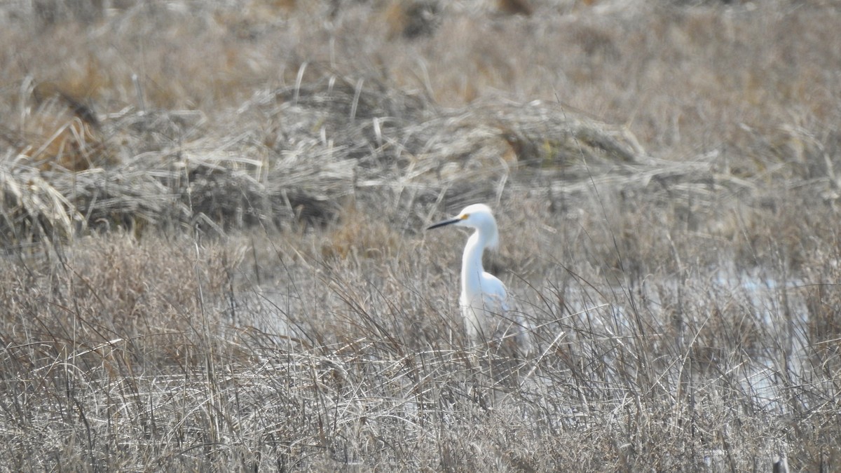 Snowy Egret - ML617114441