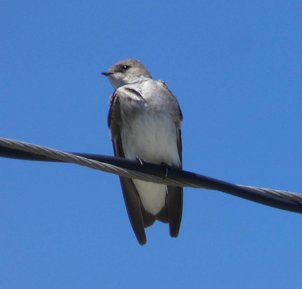 Northern Rough-winged Swallow - ML617114454