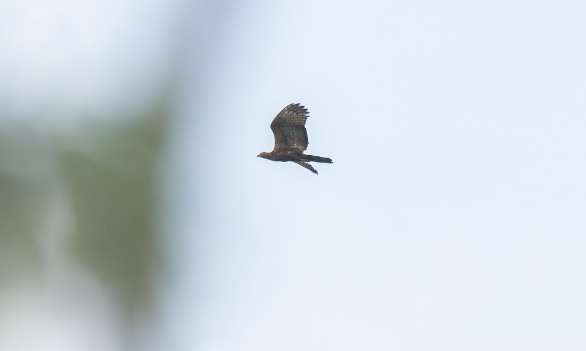 Oriental Honey-buzzard - ML617114547