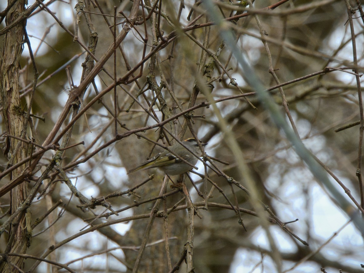 Golden-crowned Kinglet - Andy Ingebritson