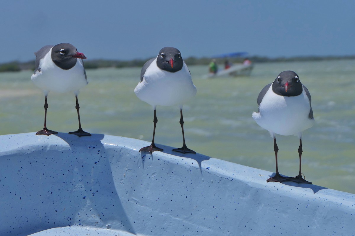 Laughing Gull - ML617114565