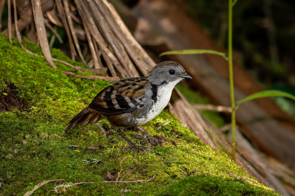 Australian Logrunner - ML617114566