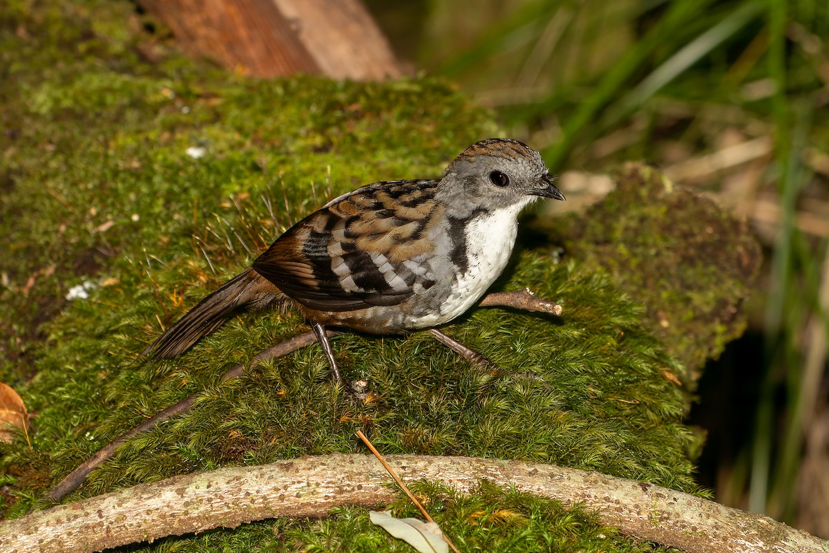 Australian Logrunner - ML617114567